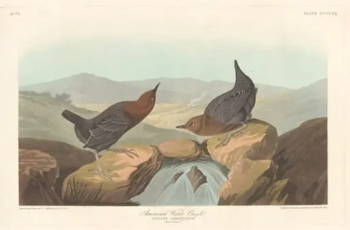 American Water Ouzel, by Robert Havell Jr.