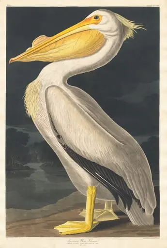 American White Pelican, by Robert Havell Jr.