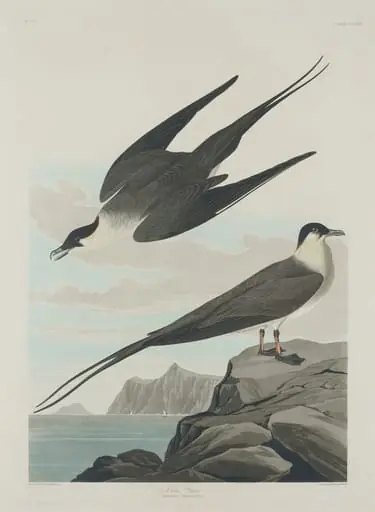 Arctic Jager, by Robert Havell Jr.