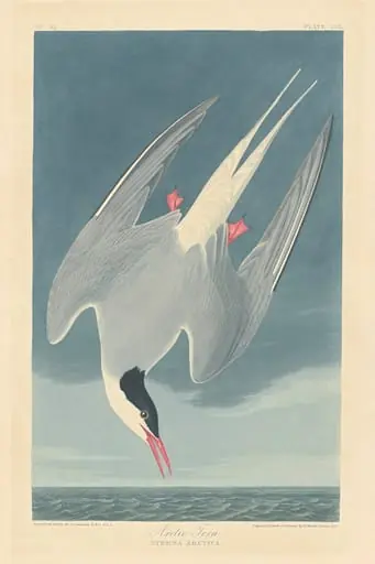 Arctic Tern, by Robert Havell Jr.
