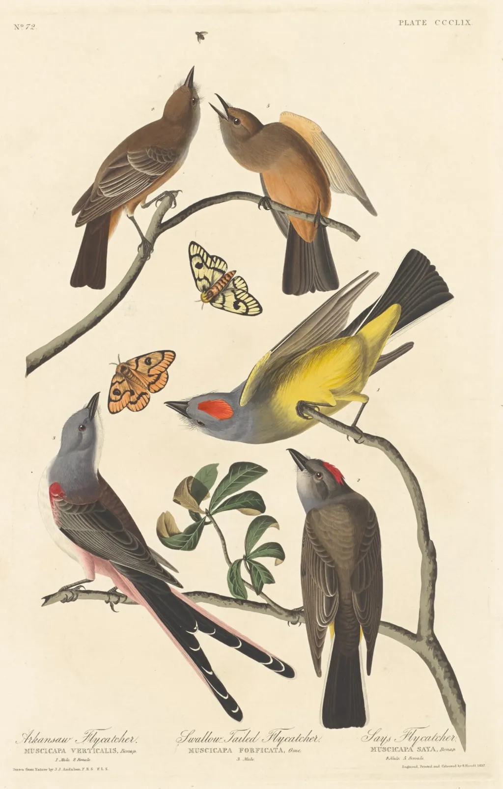 Arkansaw Flycatcher, Swallow-tailed Flycatcher and Says Flycatcher, by Robert Havell Jr., ink, 1837