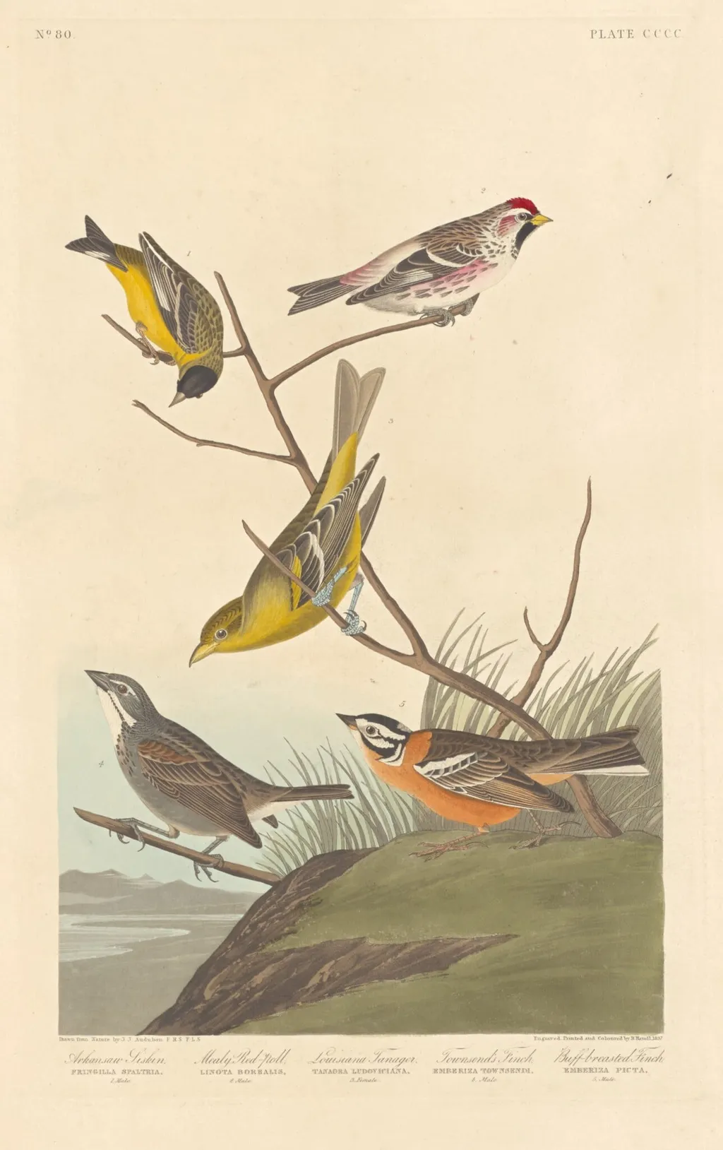 Arkansaw Siskin, Mealy Red-poll, Louisiana Tanager, Townsend's Finch and Buff-breasted Finch, by Robert Havell Jr., ink, 1837