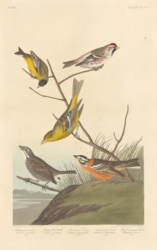 Arkansaw Siskin, Mealy Red-poll, Louisiana Tanager, Townsend's Finch and Buff-breasted Finch, by Robert Havell Jr.