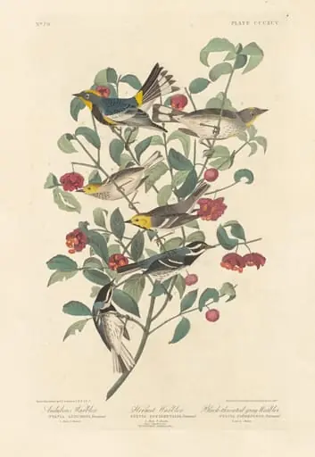 Audubon's Warbler, Hermit Warbler and Black-throated Gray Warbler, by Robert Havell Jr.