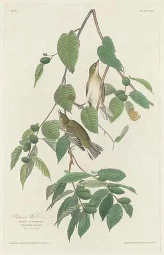 Autumnal Warbler, by Robert Havell Jr.