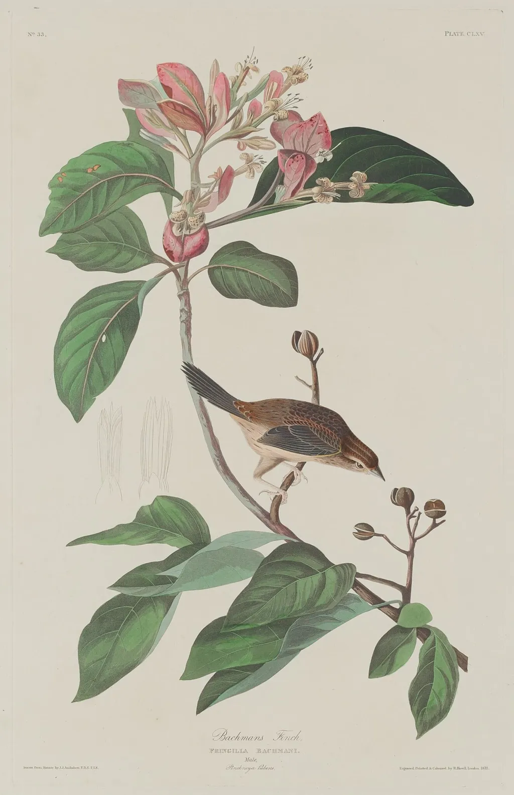 Bachmans Finch, by Robert Havell Jr., ink, 1833