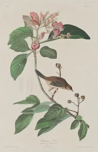 Bachmans Finch, by Robert Havell Jr.
