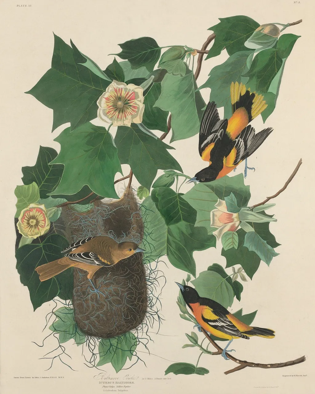 Baltimore Oriole, by Robert Havell Jr., ink, 1827