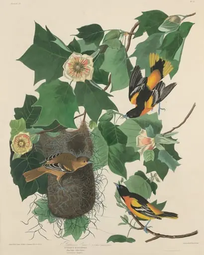 Baltimore Oriole, by Robert Havell Jr.