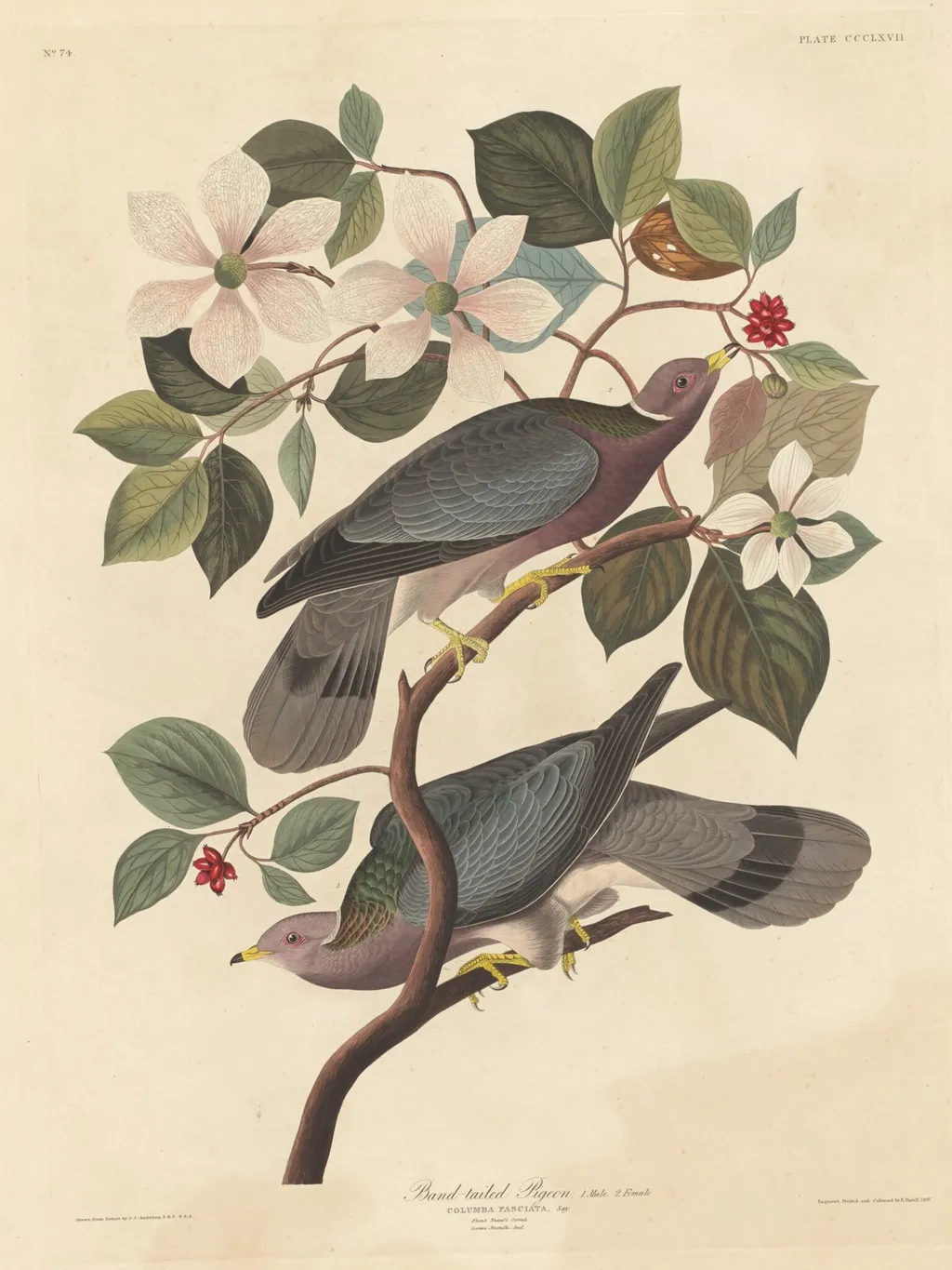 Band-tailed Pigeon, by Robert Havell Jr., ink, 1837