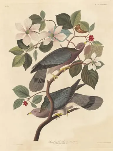 Band-tailed Pigeon, by Robert Havell Jr.