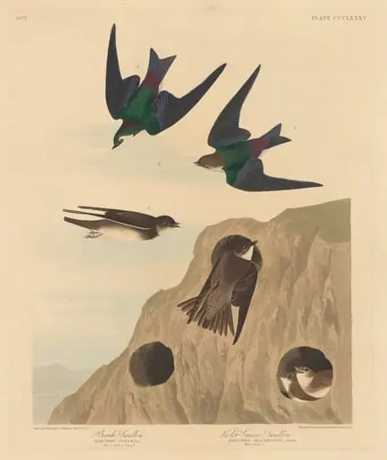 Bank Swallow and Violet-green Swallow, by Robert Havell Jr.