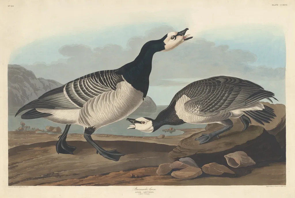 Barnacle Goose, by Robert Havell Jr., ink, 1836