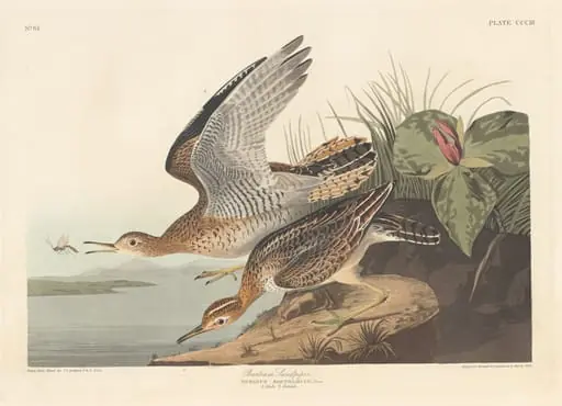 Bartram Sandpiper, by Robert Havell Jr.