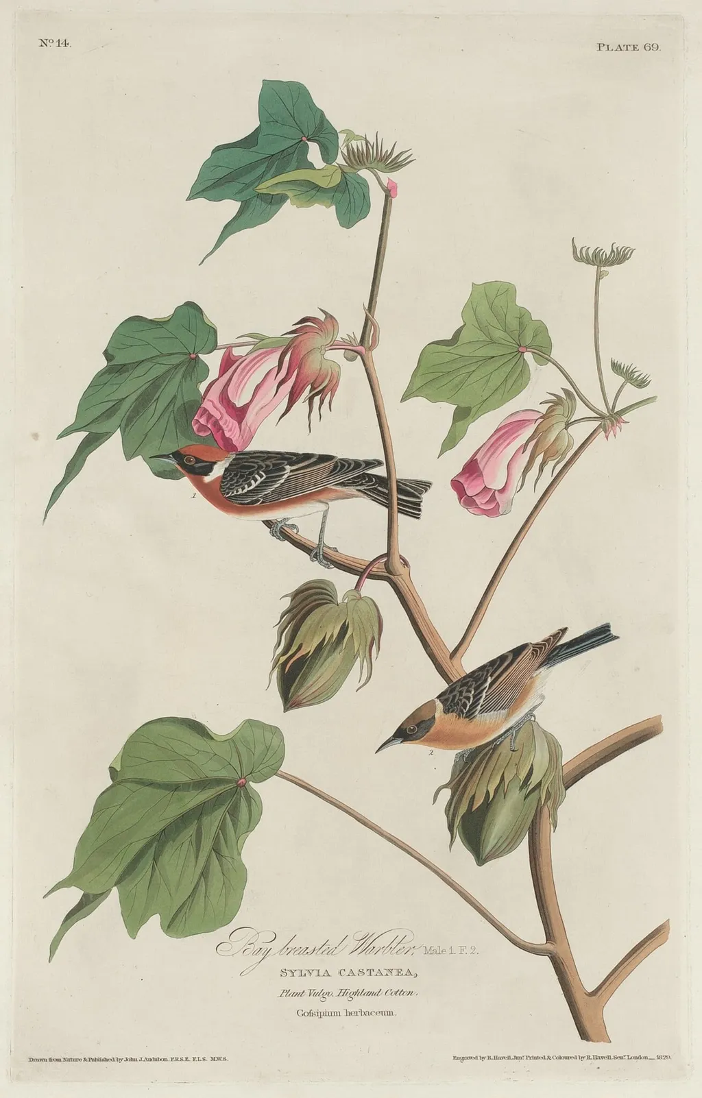 Bay-breasted Warbler, by Robert Havell Jr., ink, 1829