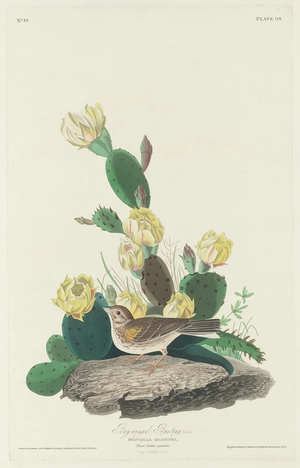 Bay-winged Bunting, by Robert Havell Jr., ink, 1830