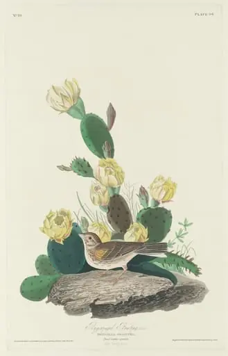 Bay-winged Bunting, by Robert Havell Jr.