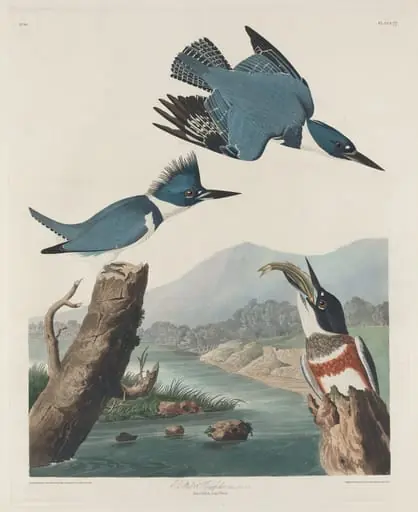 Belted Kingsfisher, by Robert Havell Jr.