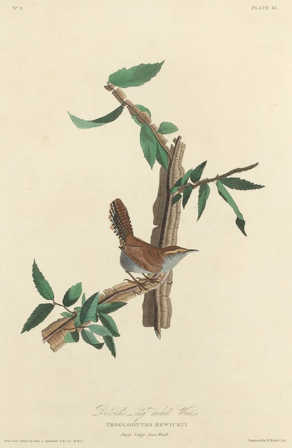 Bewick's Long-tailed Wren, by Robert Havell Jr., ink, 1827