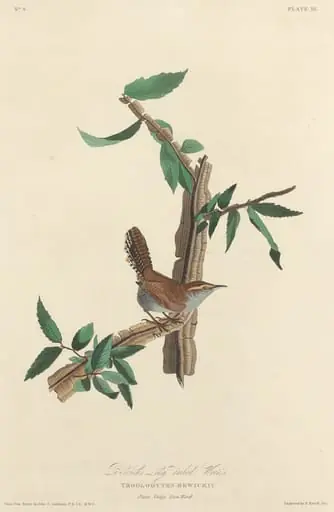 Bewick's Long-tailed Wren, by Robert Havell Jr.