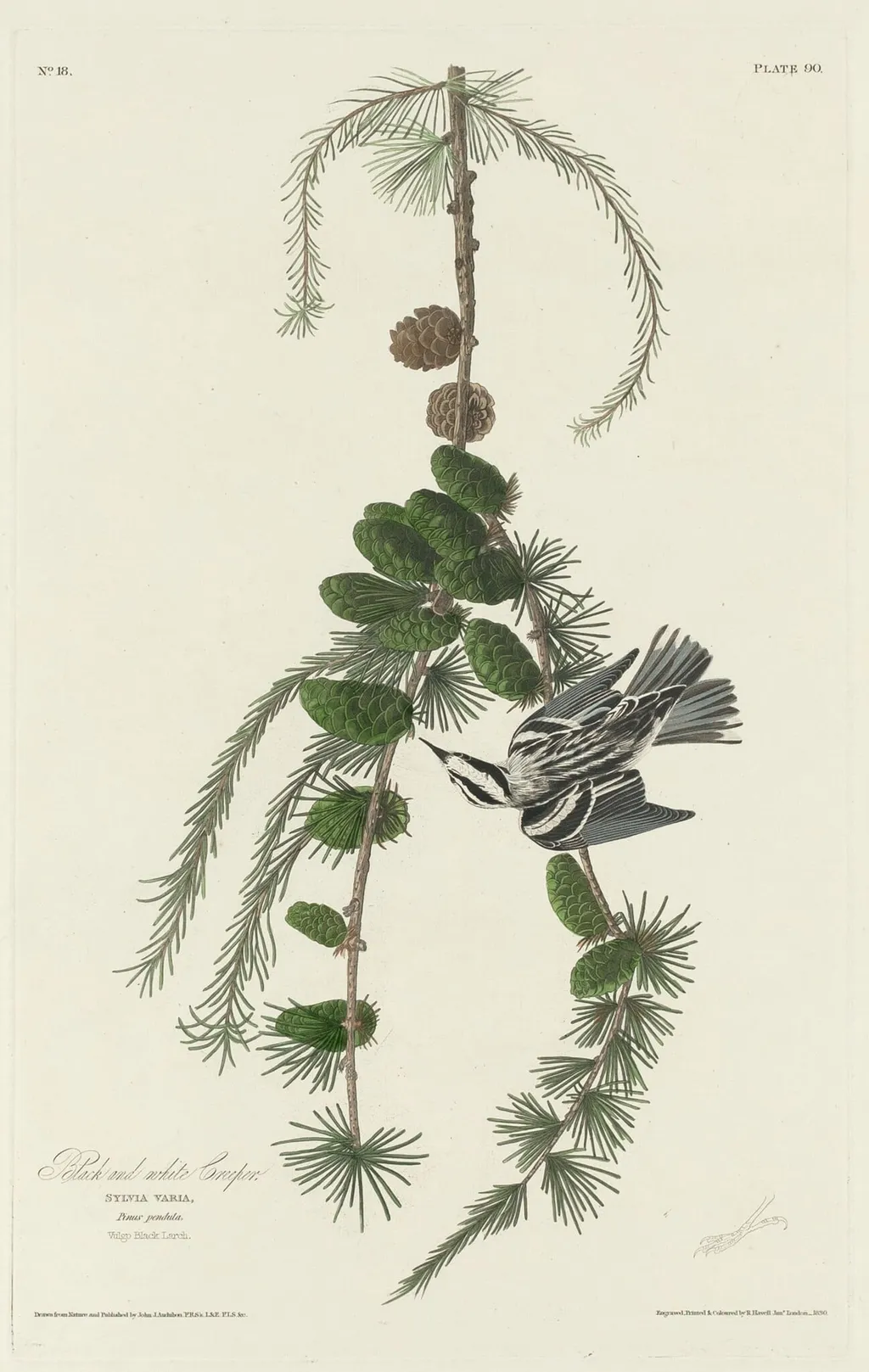 Black and White Creeper, by Robert Havell Jr., ink, 1830