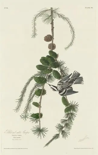 Black and White Creeper, by Robert Havell Jr.