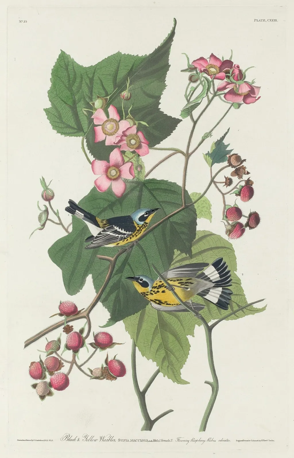 Black and Yellow Warbler, by Robert Havell Jr., ink, 1831