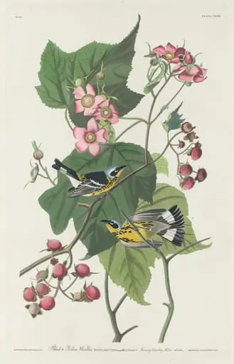 Black and Yellow Warbler, by Robert Havell Jr.