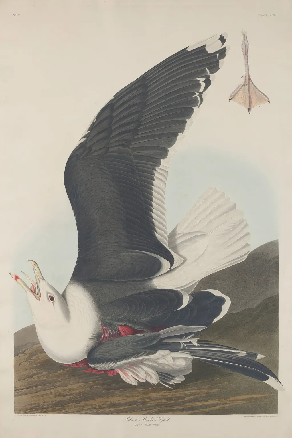 Black-Backed Gull, by Robert Havell Jr., ink, 1835