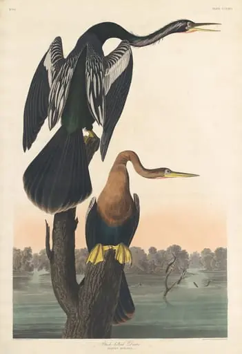 Black-bellied Darter, by Robert Havell Jr.