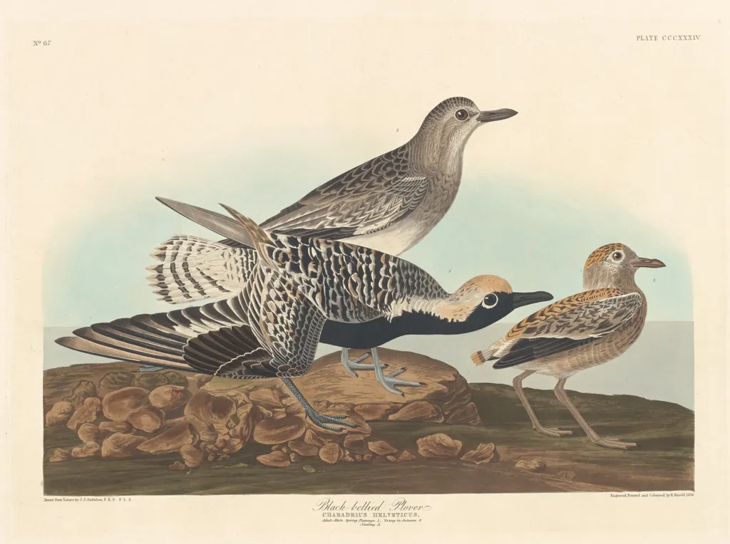 Black-bellied Plover, by Robert Havell Jr., ink, 1836