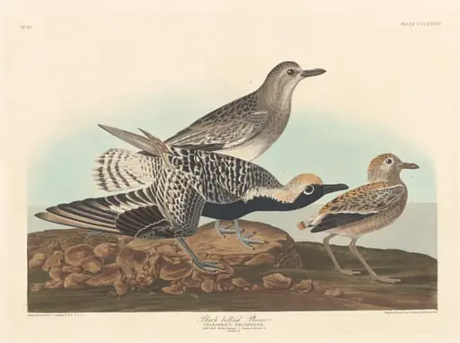 Black-bellied Plover, by Robert Havell Jr.