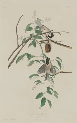 Black-capped Titmouse, by Robert Havell Jr.