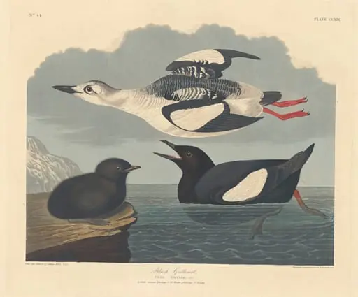 Black Guillemot, by Robert Havell Jr.