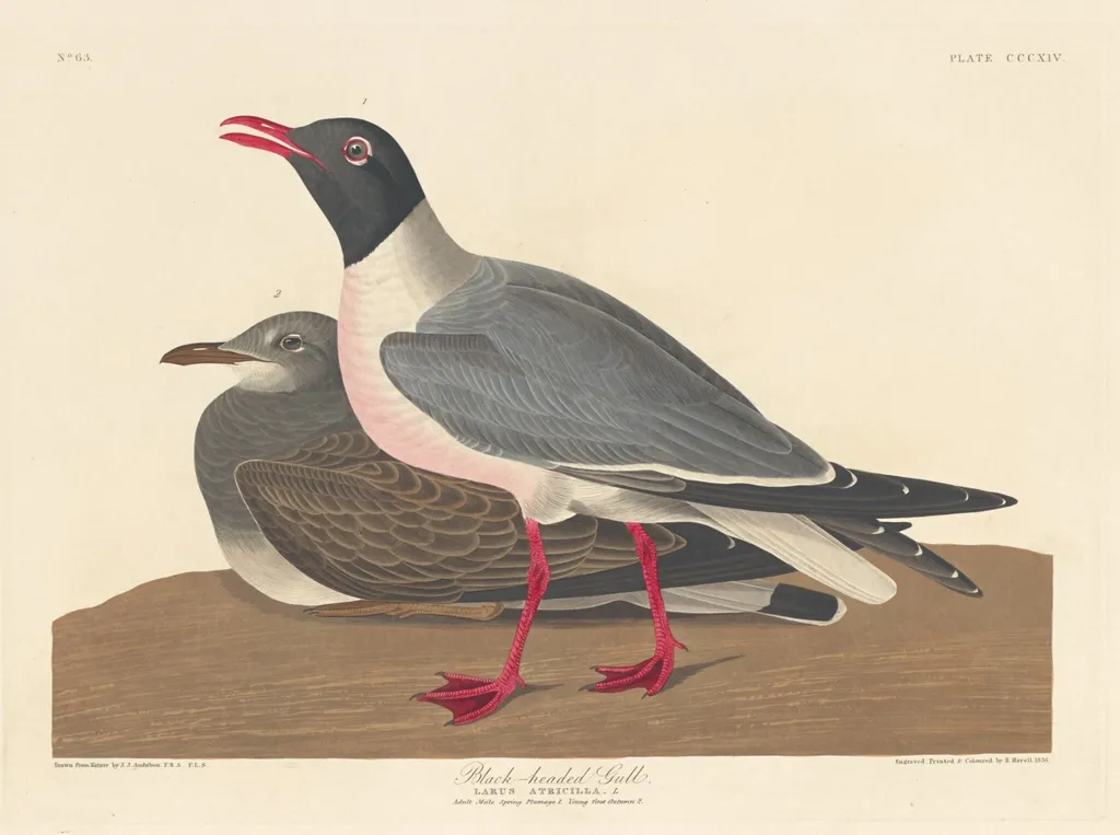 Black-headed Gull, by Robert Havell Jr., ink, 1836