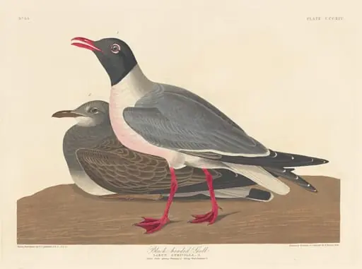 Black-headed Gull, by Robert Havell Jr.