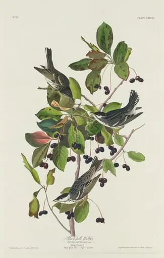 Black-Poll Warbler, by Robert Havell Jr.