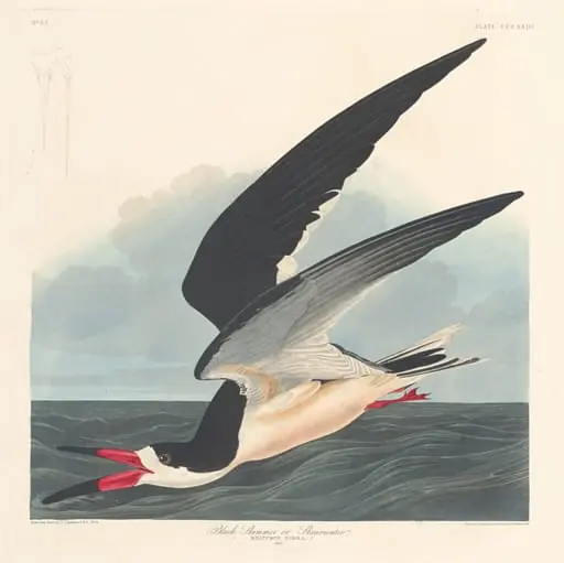 Black Skimmer, by Robert Havell Jr.