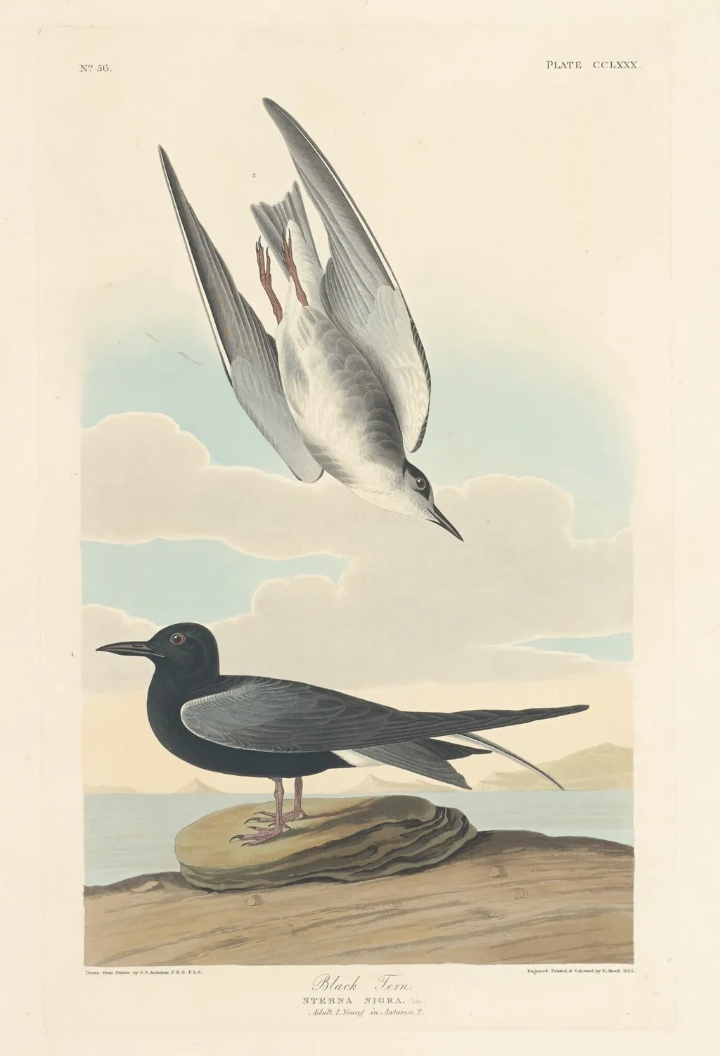 Black Tern, by Robert Havell Jr., ink, 1835