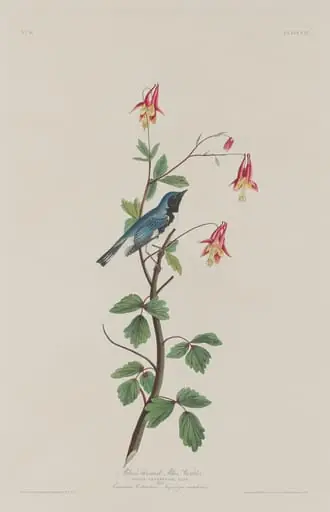 Black-throated Blue Warbler, by Robert Havell Jr.