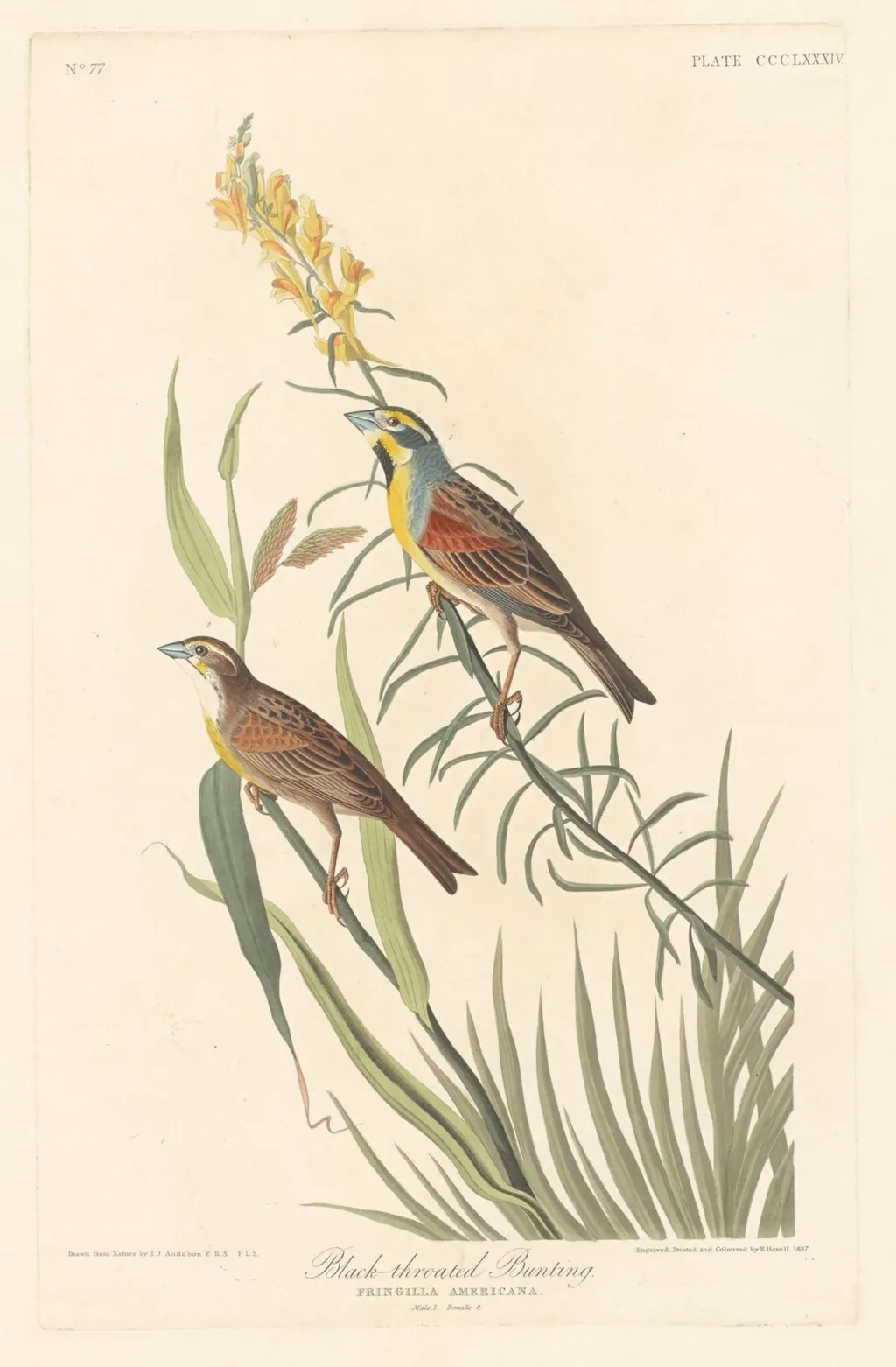 Black-throated Bunting, by Robert Havell Jr., ink, 1837
