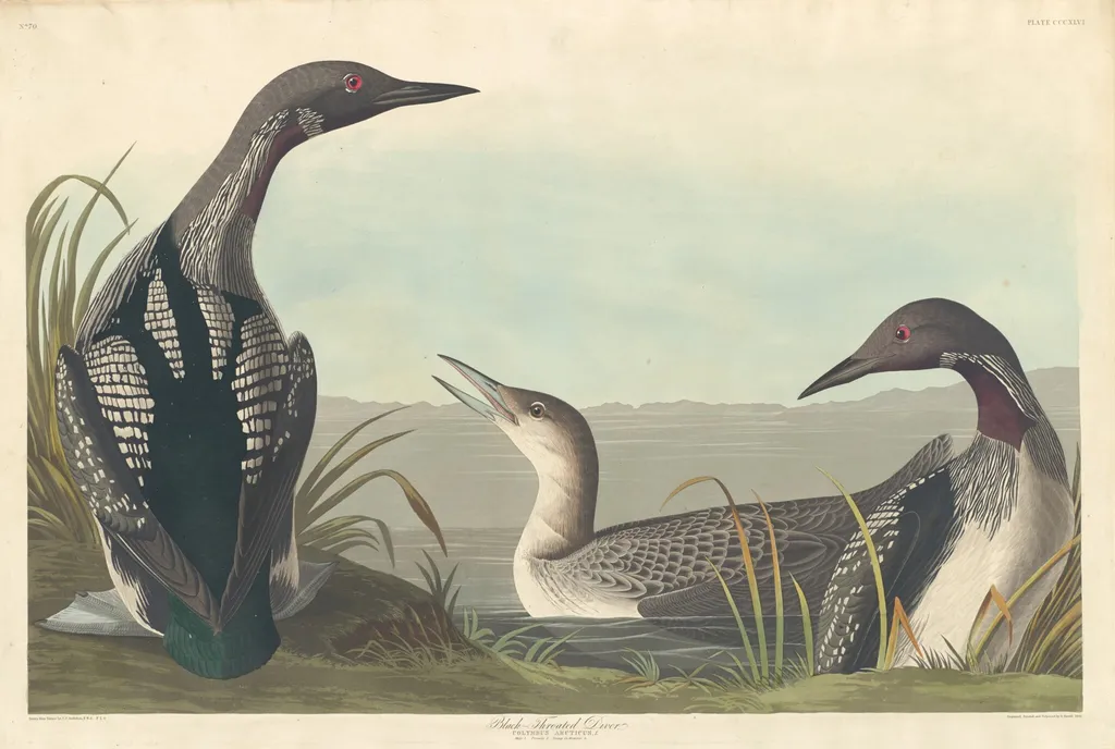 Black-throated Diver, by Robert Havell Jr., ink, 1836
