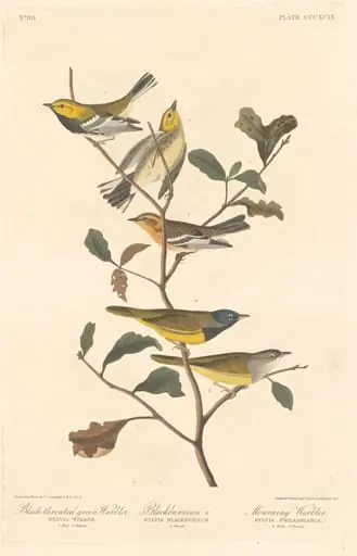 Black-throated Green Warbler, Blackburnian Warbler and Mourning Warbler, by Robert Havell Jr.