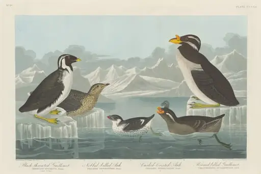 Black-throated Guillemot, Nobbed-billed Auk, Curled-Crested Auk and Horned-billed Guillemot, by Robert Havell Jr.