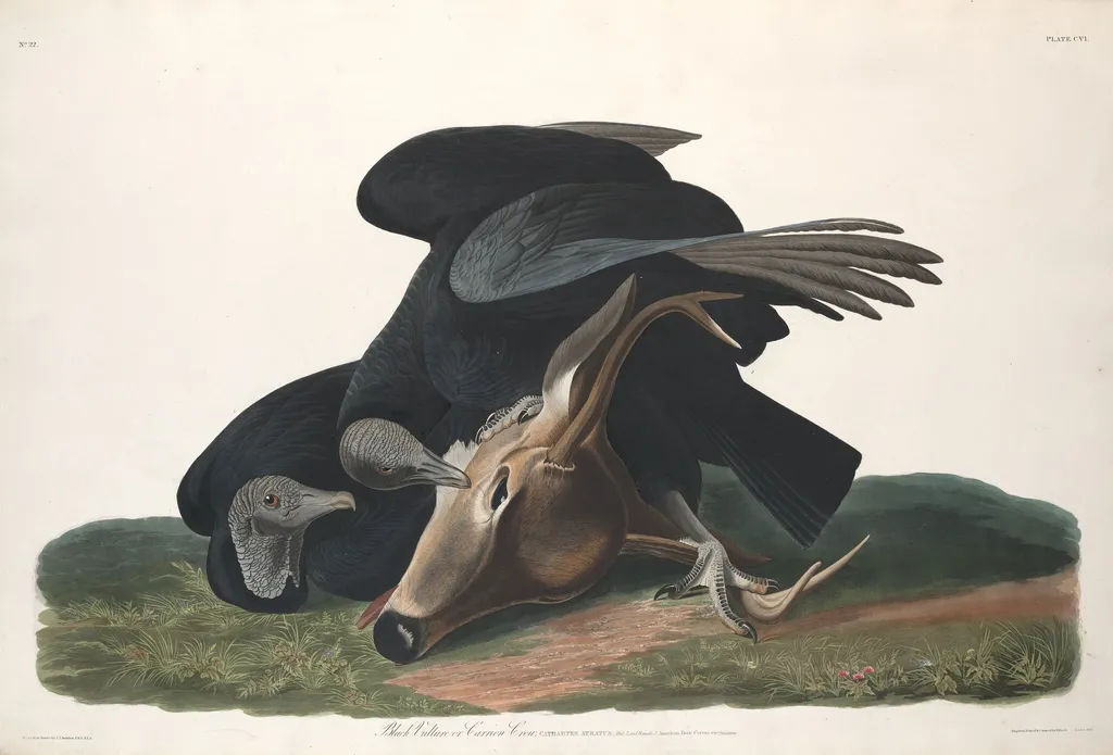 Black Vulture, by Robert Havell Jr., ink, 1831