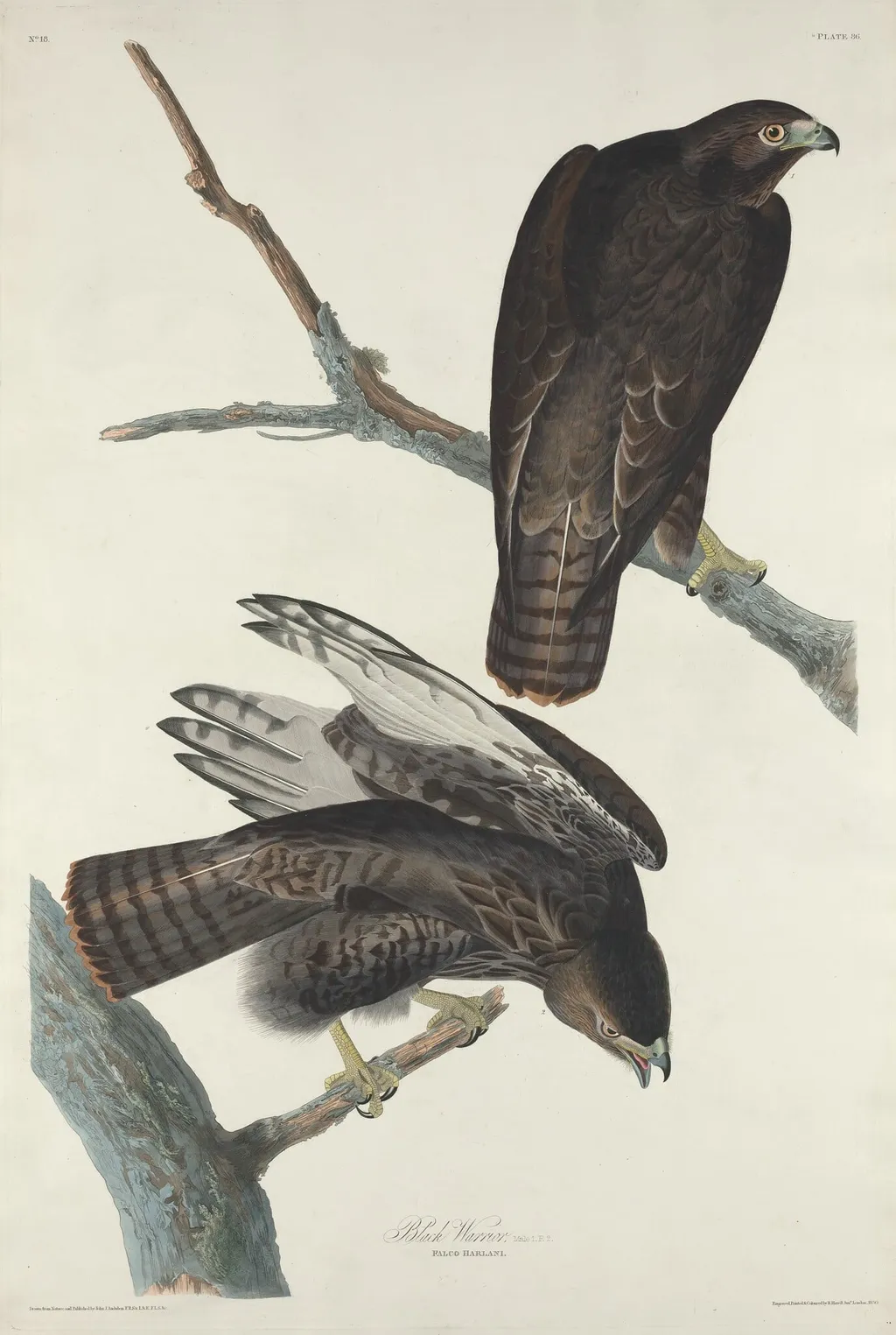 Black Warrior, by Robert Havell Jr., ink, 1830