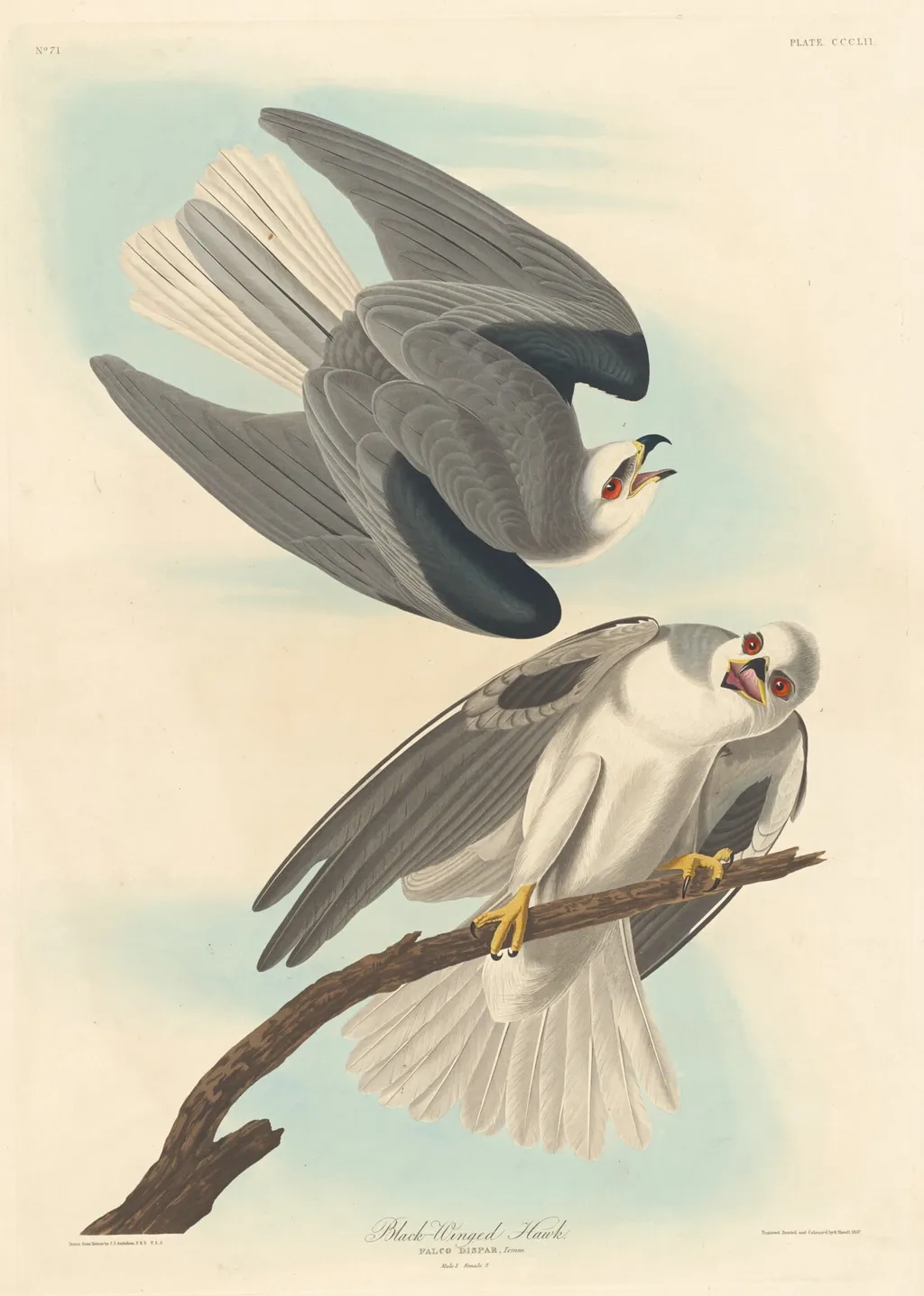 Black-winged Hawk, by Robert Havell Jr., ink, 1837