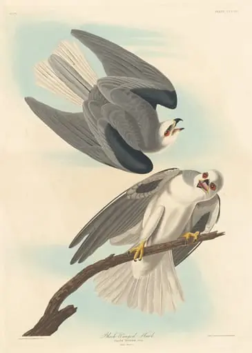 Black-winged Hawk, by Robert Havell Jr.