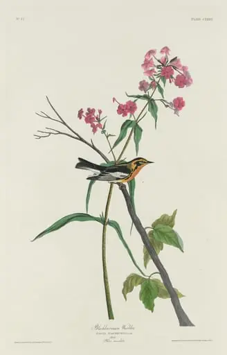 Blackburnian Warbler, by Robert Havell Jr.