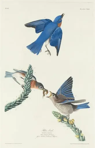 Blue-Bird, by Robert Havell Jr.